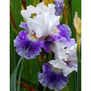 Iris GLIMPSE