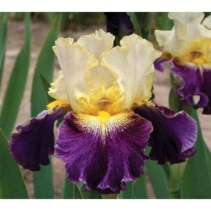 Iris GLITZORAMA