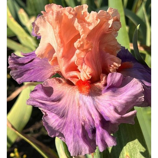 Iris GLOWING EMBERS
