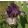 Iris GNU RAYZ