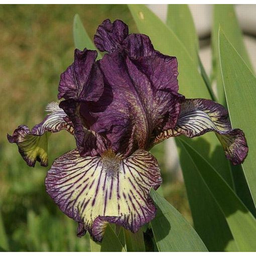 Iris GNU RAYZ
