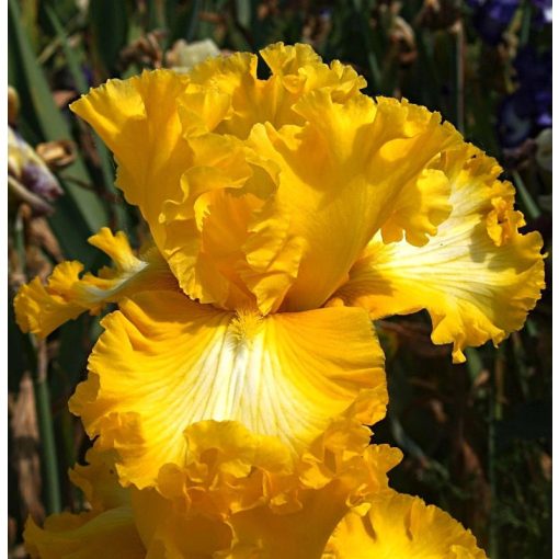 Iris GOLD RING