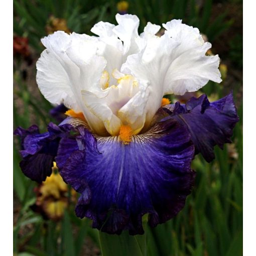 Iris GOLEM