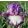 Iris GOOD LIFE