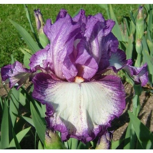 Iris GOOD LIFE