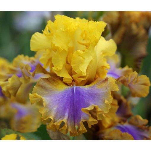 Iris GOOD MORNING SUNSHINE