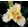 Iris GRACEFUL