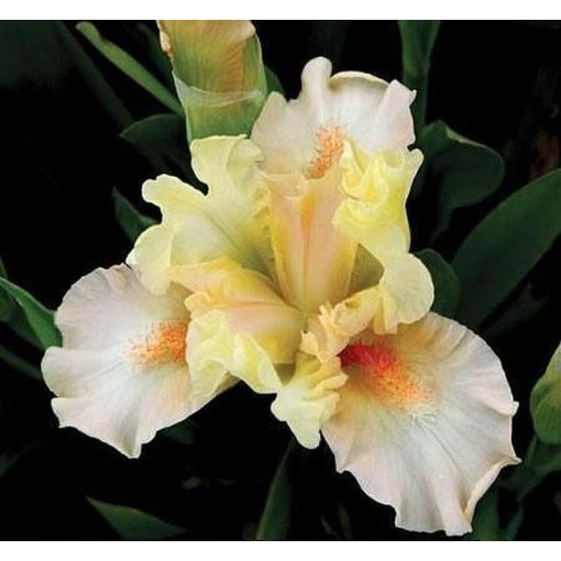 Iris GRACEFUL