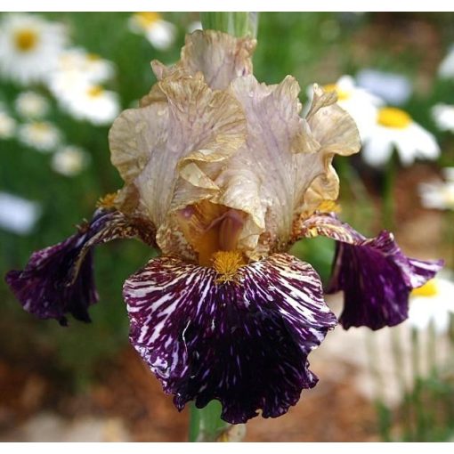 Iris GRAPE SNAKEZ