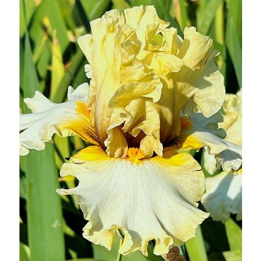 Iris GREEN PASTURES
