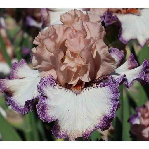Iris GREETINGS MY LADY