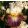 Iris GYPSY HERO