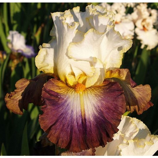 Iris GYPSY HERO