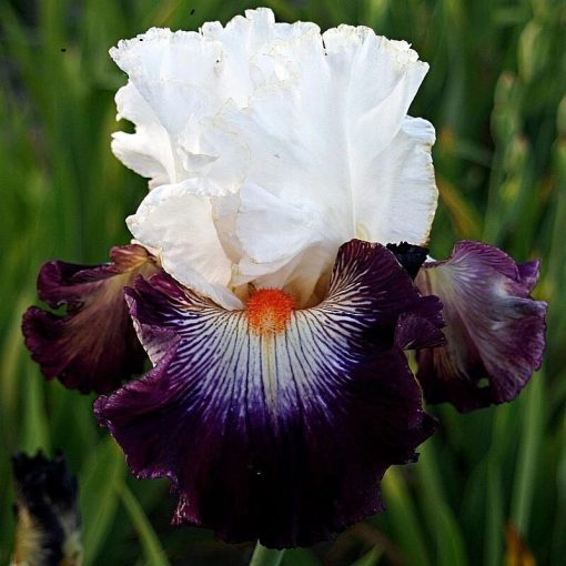 Iris GYPSY SASSY