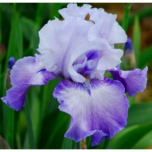 Iris HANDSHAKE