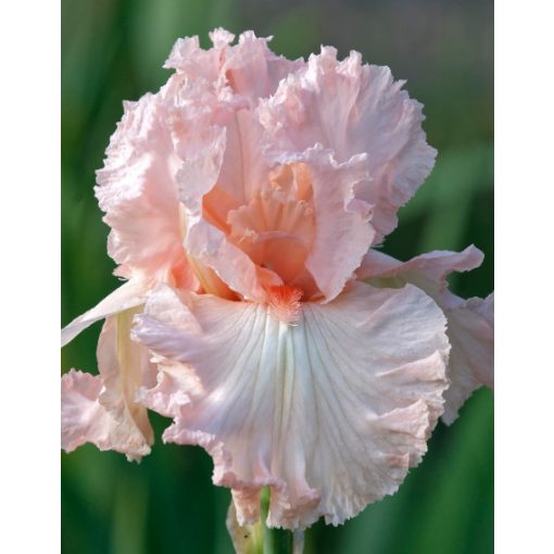 Iris HAPPENSTANCE