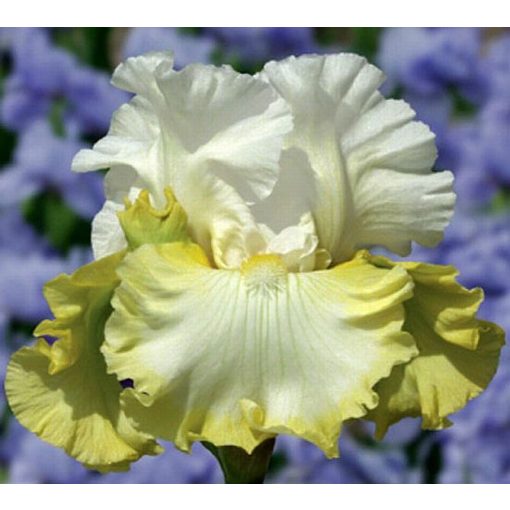 Iris HAPPY HUGS