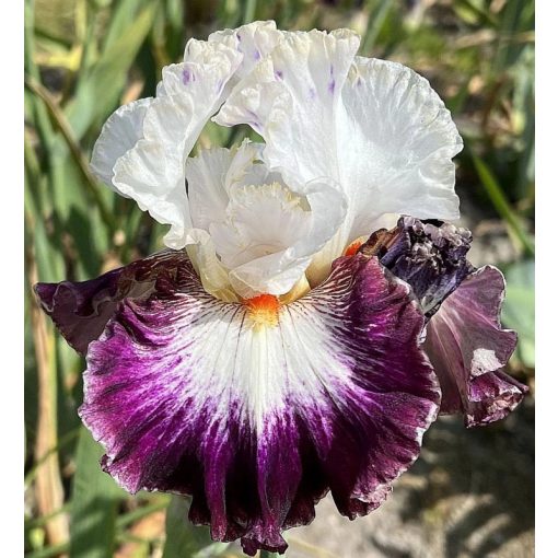 Iris HAVANA JAZZ