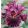 Iris HEARTY BURGUNDY