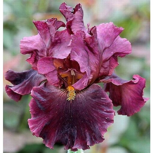 Iris HEARTY BURGUNDY