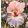 Iris HEAVENLY GLORY