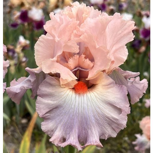 Iris HEAVENLY GLORY