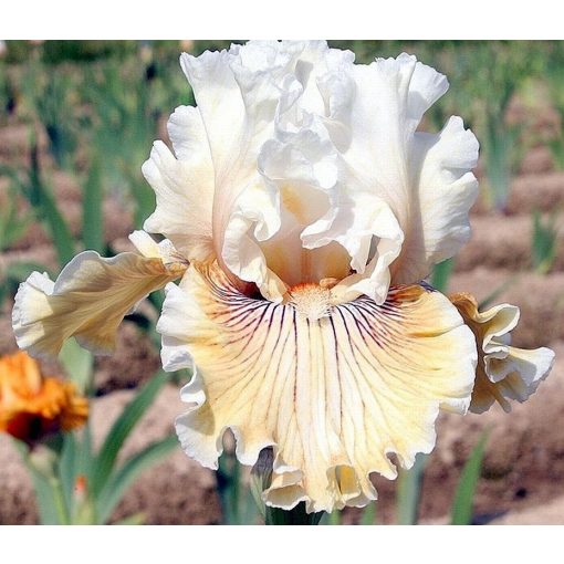 Iris HELLO DARLING