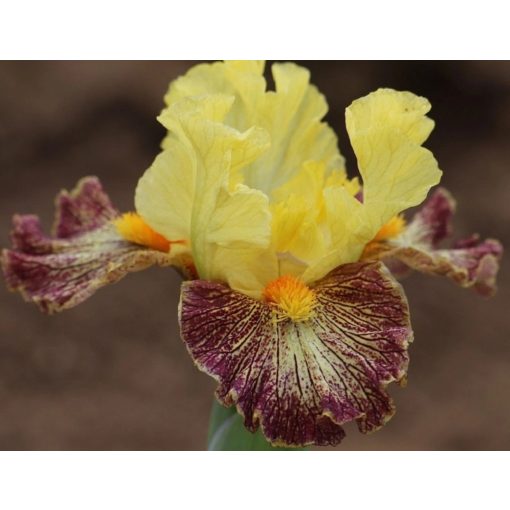 Iris HERE AND THERE