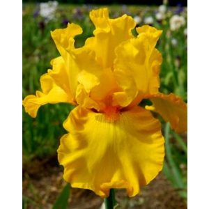 Iris HERE COMES THE SUN