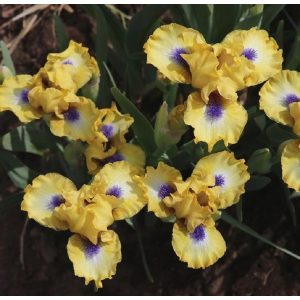 Iris HIT THE JACKPOT