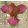 Iris HOT NEWS