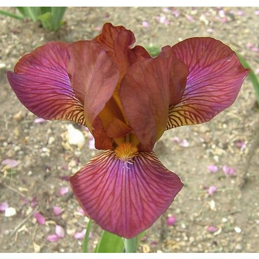 Iris HOT NEWS