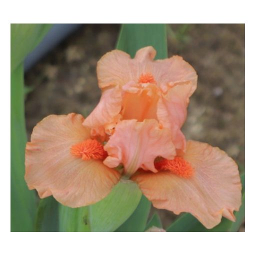 Iris HOT ORANGE