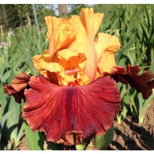 Iris HOT SECRET