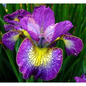 Iris HOW AUDACIOUS