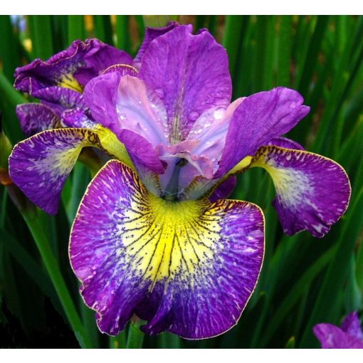 Iris HOW AUDACIOUS