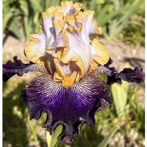 Iris HRDINA NIK