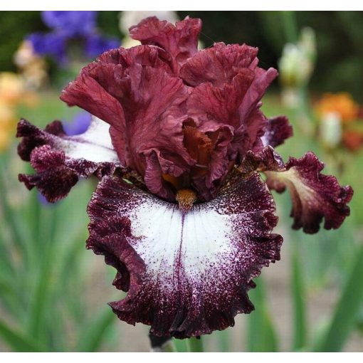 Iris HUCKLEBERRY SUNDAE
