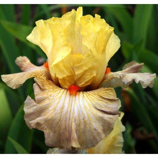 Iris HULK