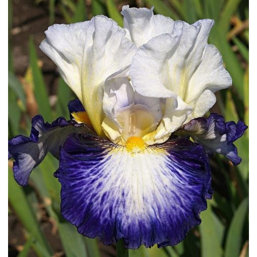 Iris HUMOR INDIGO