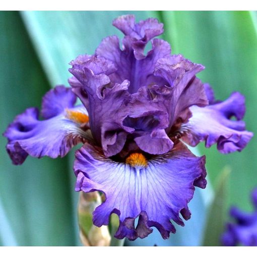 Iris HUSKY