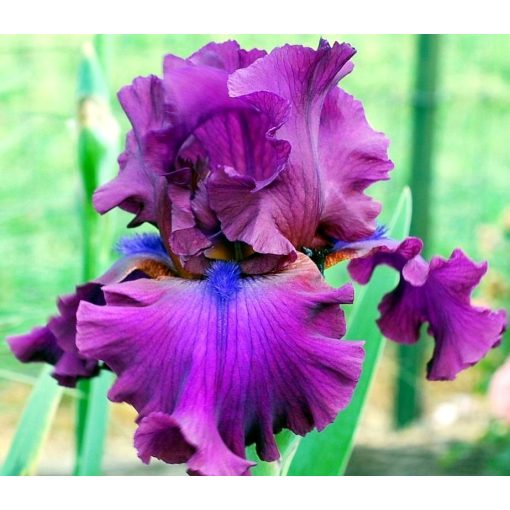 Iris I FEEL LUCKY