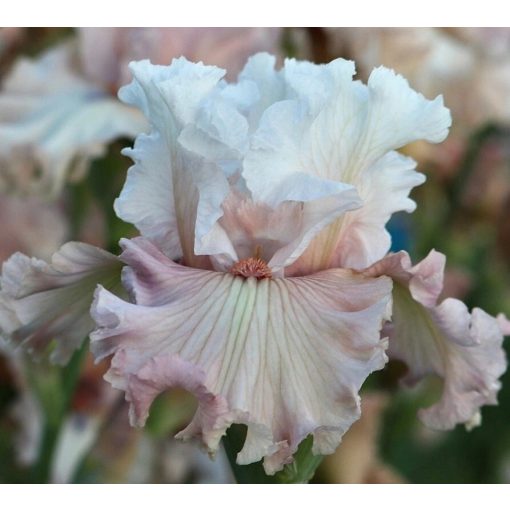Iris IBLUSHING LOVE