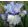 Iris ICE BLUE WEB