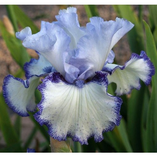 Iris ICE BLUE WEB