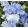 Iris ICE CAPADES