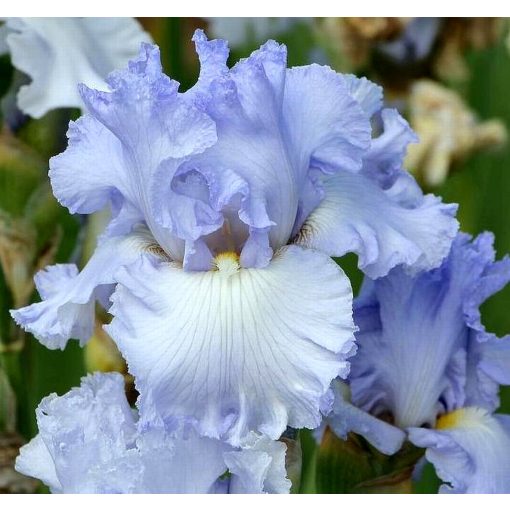 Iris ICE CAPADES