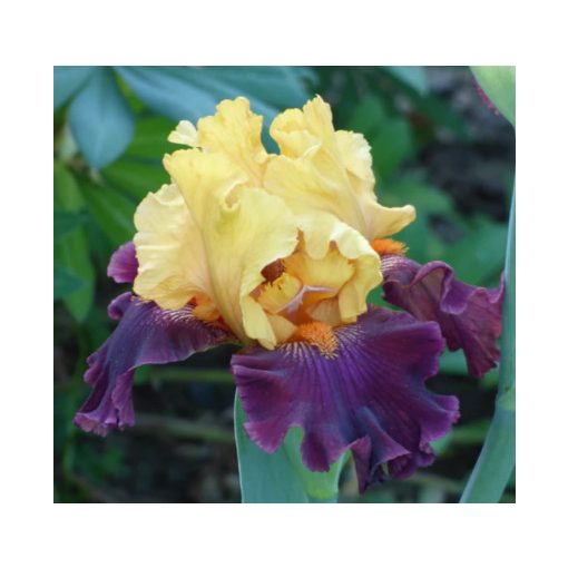 Iris IDOL