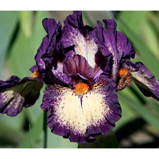 Iris INCLINATION
