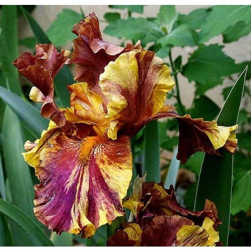Iris INFERNAL FIRE